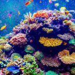 mercan resifleri rengarenk