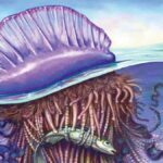 portekiz savaş gemisi denizanası