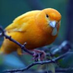 turuncu kanarya kuşu ağaçta duruyor