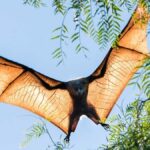 uçan tilki yarasası