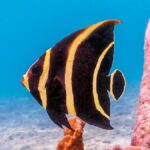 yavru fransız melek balığı angelfish