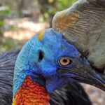 cassowary kuşu