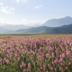kırgızistan'ın güzel çiçek ovası