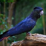 kırmızı kanatlı siyah kakadu dal üstünde duruyor