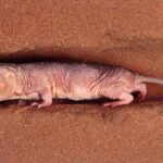 tüysüz köstebek faresi tünelden geçiyor