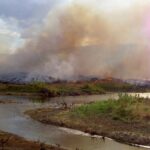 asit yağmuru ormanı tahrip ediyor