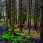 havayı en çok temizleyen ve en fazla karbondioksit emen ağaçlar