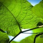 yakın çekim yeşil yapraklar