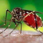 insana sıtma bulaştıran sivrisinek hayvanı