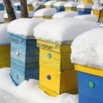 bal arıları kışın nasıl hayatta kalır?