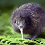 kivi kuşu (kiwi) yeni zelanda