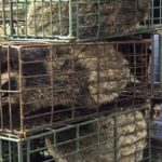 Neden çoğu virüs salgını Asya ve Afrika'da ortaya çıkar Çin, Gine veya Malezya gibi