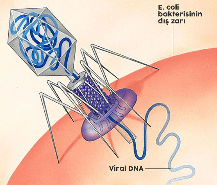 Virüs Nedir? Bulaşması, Çoğalması ve Evrimleşmesi 3 Virüs, canlı bir hücreye genetik materyalini enjekte ediyor.