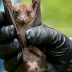 yarasalar neden çoğu virüslerin nedenidir