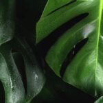 bitkiler acı hisseder mi