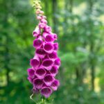 digitalis heart William Withering