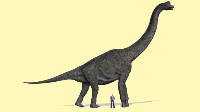 Tarih Öncesi En Büyük Hayvanlar 6 Brachiosaurus