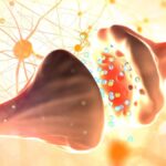 Gamma Aminobutyric Acid (GABA)