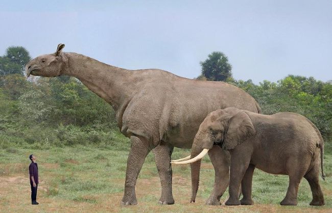 Tarih Öncesi En Büyük Hayvanlar 5 en büyük tarih öncesi hayvanlar arasında Indricotherium
