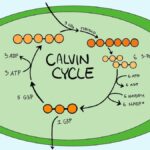 calvin cycle