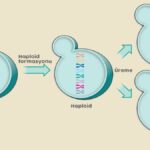 diploid haploid ureme 1