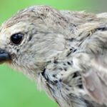 Darwin's finches