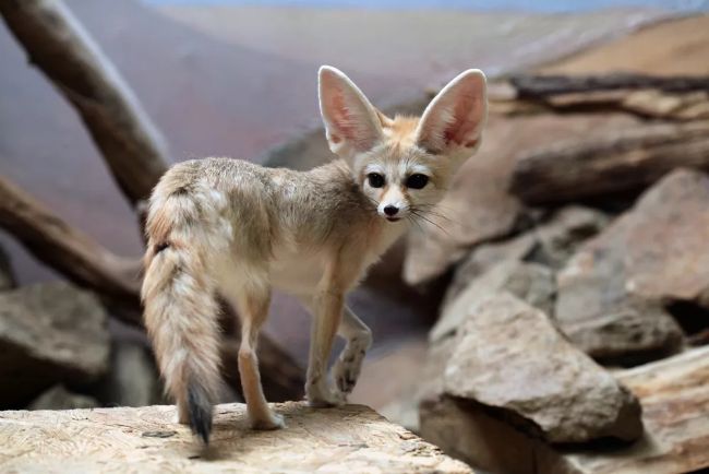 Çöl Tilkisi (Fennec): Özellikleri, Habitat, Beslenme ve Yavrular 5 çöl tilkisi