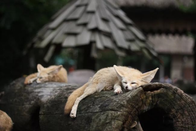 Çöl Tilkisi (Fennec): Özellikleri, Habitat, Beslenme ve Yavrular 3 ağaç kütüğünde uyuyorlar