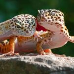 Geko kertenkelesi (Hemidactylus) (11)