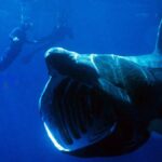 dünyanın en büyük balıkları