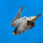 dünyanın en hızlı kuşu bayağı doğan