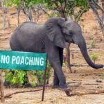 en çok yasa dışı yaban hayvanı ticareti yapan ülkeler