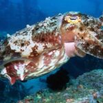 en iyi kamufle olan hayvanlar