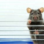 kozmetik hayvan deneylerinin yasak olduğu ülkeler