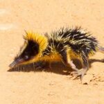 ova çizgili tenrek (1)