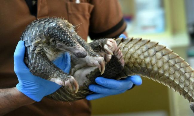 Yasa Dışı Hayvanı Ticaretinin Yaygın Olduğu Ülkeler 5 pangolin