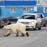 rusyada yaşayan hayvanlar