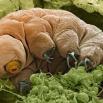 tardigrade su ayısı
