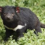 tazmanya canavarı-2