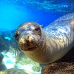 türkiye'de yaşayan vahşi hayvanlar