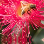 arıların önemi hakkında bilgiler