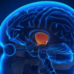 hipotalamus hakkında her şey