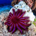 Dikenli denizyıldızı