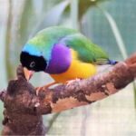 Gökkuşağı ispinozu