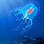 ölümsüz denizanası Turritopsis dohrnii