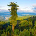 dünyanın en uzun ağacı