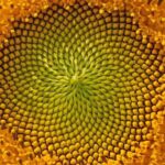 altın oran hakkında