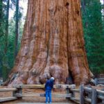 en büyük ağaçlar arasında general sherman ağacı