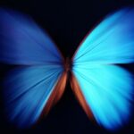 kelebek etkisi hakkında