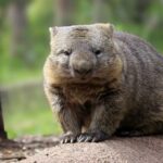 vombat hakkında bilgiler